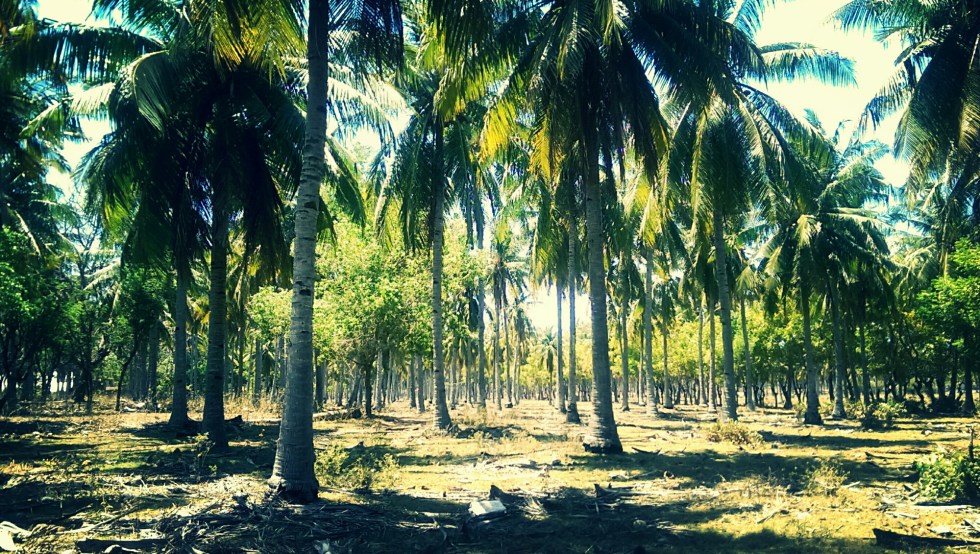 IMG_20140913_094432.jpg image